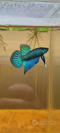 Betta mahachaiensis - località Samut Sakhon (F1) -