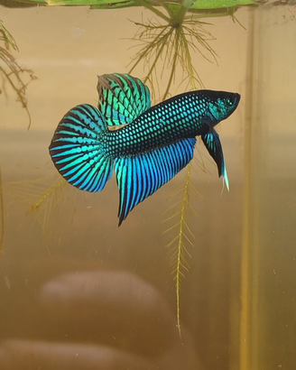 Betta mahachaiensis - località Samut Sakhon (F1) -