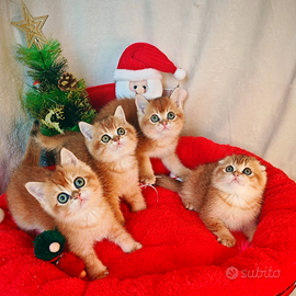 Gattini Scottish con Pedigree