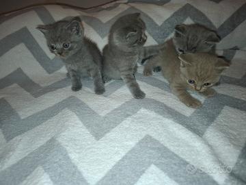 British Shorthair