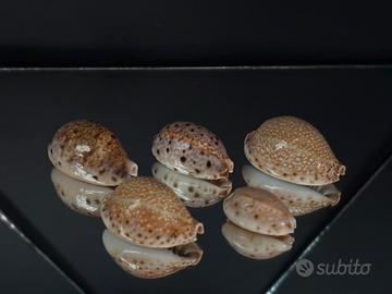 Set conchiglie collezione