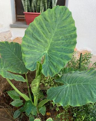 Piante di alocasia orecchie di elefante