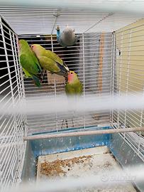 Coppie giovani inseparabili roseicollis