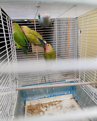 Coppie giovani inseparabili roseicollis