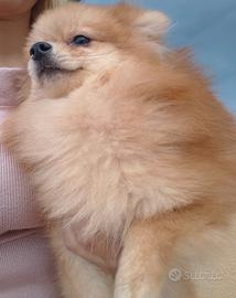 Pomerania