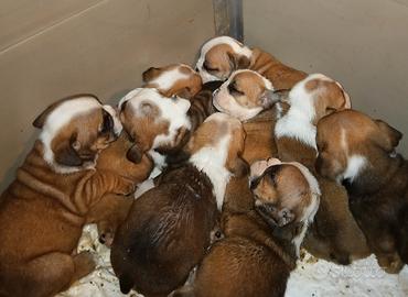 Menola's Bulls all.to bulldog inglese ENCI FCI