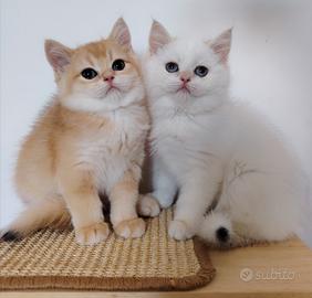 Scottish chinchilla gold