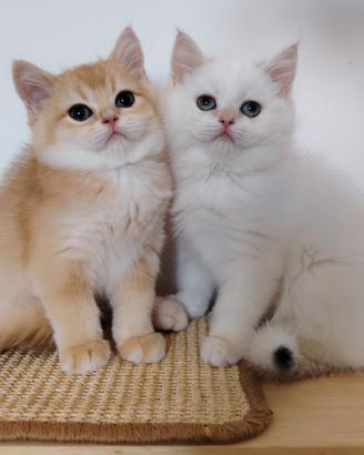 Scottish chinchilla gold
