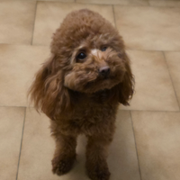 Barboncino con pedigree