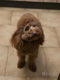 Barboncino con pedigree