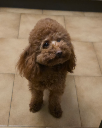 Barboncino con pedigree