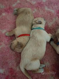 Cuccioli Golden