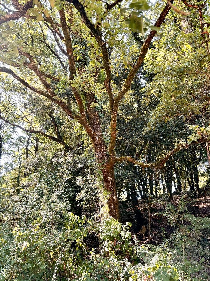 Terreno e Legna a Villa Santo Stefano (FR) - View 4