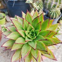 Echeveria agavoides lipstik