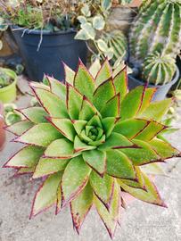 Echeveria agavoides lipstik