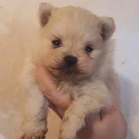 Spitz pomerania nano