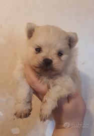 Spitz pomerania nano