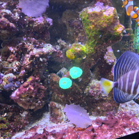 Acquario marino e coralli