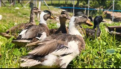 call duck 