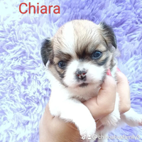 Femmina chihuahua pelo lungo