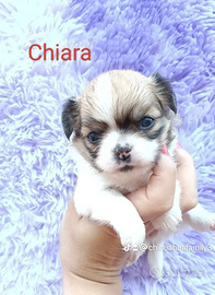 Femmina chihuahua pelo lungo