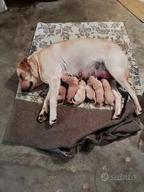 Labrador Retriever originali miele