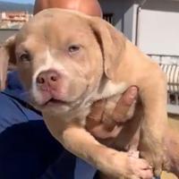 American Bully Pocket