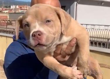 American Bully Pocket