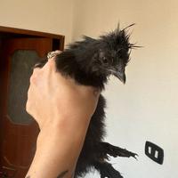 Gallina moroseta nera