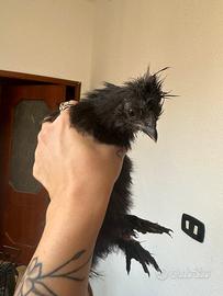 Gallina moroseta nera