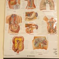 Poster sistema linfatico