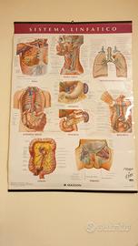 Poster sistema linfatico