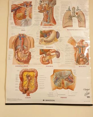 Poster sistema linfatico