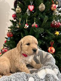 Golden Retriver 100% inglesi con pedigree