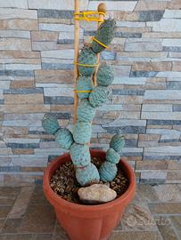 Cactus Tephrocactus Geometricus 