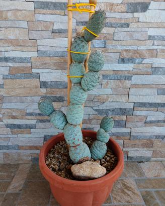 Cactus Tephrocactus Geometricus 