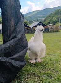 Gallo Moroseta bianca con barba