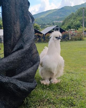 Gallo Moroseta bianca con barba