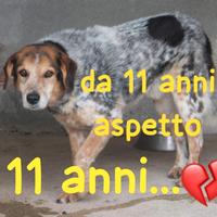 ENEA 11 ANNI taglia media