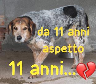 ENEA 11 ANNI taglia media
