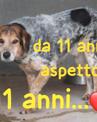 ENEA 11 ANNI taglia media