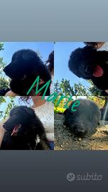 Ultimi due cuccioli mix pastore tedesco