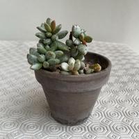 Adromischus Hemisphaericus - pianta grassa