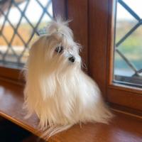 Maltese toy accoppiamento