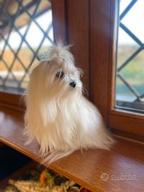 Maltese toy accoppiamento