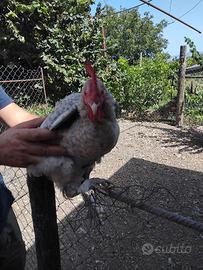 gallo amrok nano calzato