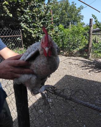 gallo amrok nano calzato