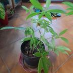 Piante di Pachira Aquatica