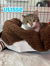 Ulisse gatto biancogrigio di 9 anni