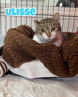 Ulisse gatto biancogrigio di 9 anni